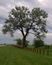 Old Tree